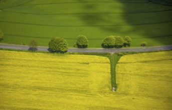Aerial view, row of trees and rape field at Losenburger Straße, Hetterscheidt, Heiligenhaus, Ruhr