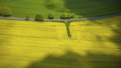 Aerial view, row of trees and rape field at Losenburger Straße, Hetterscheidt, Heiligenhaus, Ruhr
