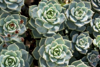 Echeveria harmsii, family Crassulaceae