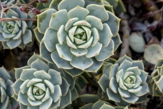 Echeveria harmsii, family Crassulaceae