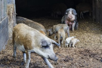 Baumberger Landschweine, crossbreeding breeds from Bentheim Black Pied, also known as Buntes
