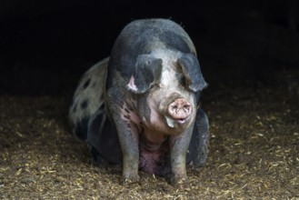 Baumberger Landschweine, crossbreeding breeds from Bentheim Black Pied, also known as Buntes