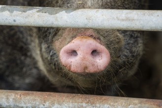 Close up of a pig's nose of Baumberger Landschweine, crossbreeding breeds from Bentheim Black Pied,