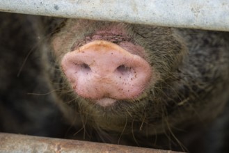 Close up of a pig's nose of Baumberger Landschweine, crossbreeding breeds from Bentheim Black Pied,