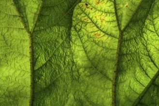 Gunnera manicata, known as Brazilian giant-rhubarb, family Gunneraceae