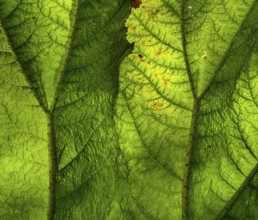 Gunnera manicata, known as Brazilian giant-rhubarb, family Gunneraceae