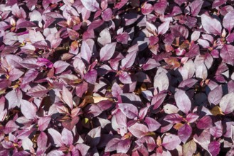 Alternanthera brasiliana, also known as large purple alternanthera, metal weed, bloodleaf, parrot