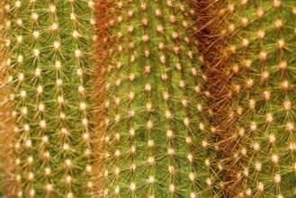 Cactus with thorns, Haageocereus dichromus
