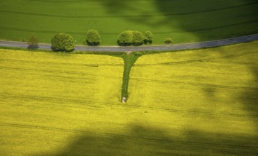 Aerial view, row of trees and rape field at Losenburger Straße, Hetterscheidt, Heiligenhaus, Ruhr