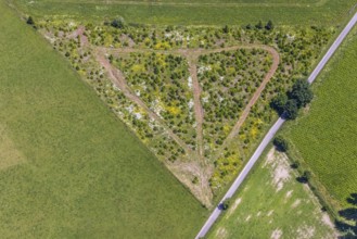 Aerial view, tree crops in triangular shape at the mountain Buchhagen, Cobbenrode, Eslohe,