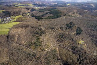 Radio mast in forest area with forest damage, Freudenberg, Sauerland, North Rhine-Westphalia,