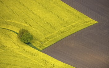 Aerial view, tree in rape field, Essen-Freisenbruch, Essen, Ruhr area, North Rhine-Westphalia,