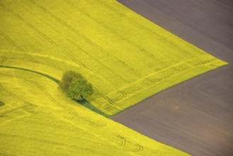 Aerial view, tree in rape field, Essen-Freisenbruch, Essen, Ruhr area, North Rhine-Westphalia,