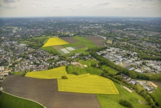 Aerial view, tree in rape field, Essen-Freisenbruch, Essen, Ruhr area, North Rhine-Westphalia,