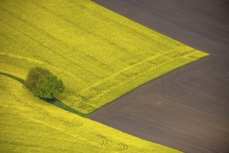 Aerial view, tree in rape field, Essen-Freisenbruch, Essen, Ruhr area, North Rhine-Westphalia,