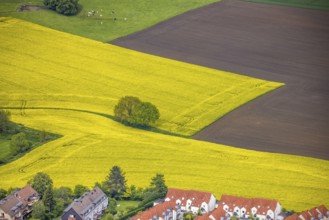 Aerial view, tree in rape field, Essen-Freisenbruch, Essen, Ruhr area, North Rhine-Westphalia,