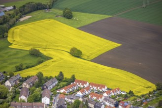 Aerial view, tree in rape field, Essen-Freisenbruch, Essen, Ruhr area, North Rhine-Westphalia,