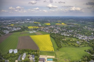 Aerial view, rape fields, Essen-Freisenbruch, Essen, Ruhr area, North Rhine-Westphalia, Germany,