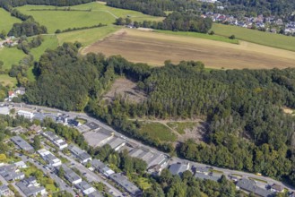 Aerial photograph, forest damage at the Hembecker Talstraße forest area in the Büttenberg district