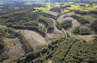 Aerial photo, forest damage in the Windgarten district of Ennepetal, Ruhr area, North
