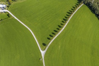 Aerial view, tree avenue Mittelhesterberg in the district Rüggeberg in Ennepetal, Ruhr area, North
