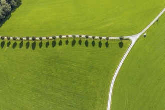 Aerial view, tree avenue Mittelhesterberg in the district Rüggeberg in Ennepetal, Ruhr area, North
