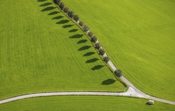 Aerial view, tree avenue Mittelhesterberg in the district Rüggeberg in Ennepetal, Ruhr area, North
