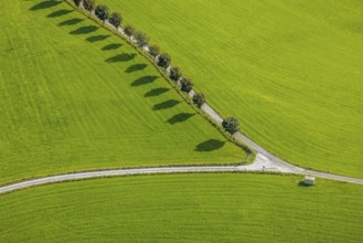 Aerial view, tree avenue Mittelhesterberg in the district Rüggeberg in Ennepetal, Ruhr area, North