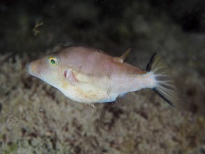 A pointed pufferfish (Canthigaster rostrata) hovers above the sandy seabed. Dive site El Cabron