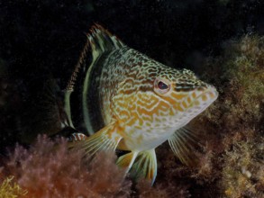 A scribefish (Serranus scriba) rests on algae in the underwater world. Dive site El Cabron marine