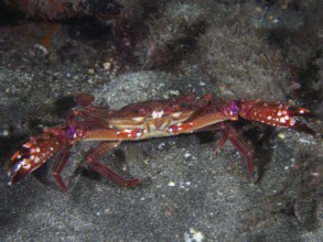 A red swimming crab (Cronius ruber) sits on the seabed in an underwater world. Dive site El Cabron
