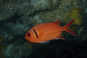A red Jacobus soldierfish (Myripristis jacobus) in the water, strong colour and attentive eye. Dive