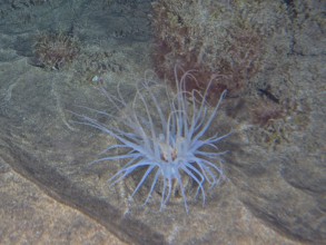 A cylindrical rose (Pachycerianthus) unfurls its tentacles on the seabed. Dive site El Cabron