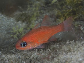 Small red fish, mullet king (Apogon imberbis), above the seabed, large eyes and vivid colour. Dive