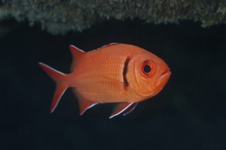Red coloured fish with a prominent eye, Jacobus soldierfish (Myripristis jacobus), floating and