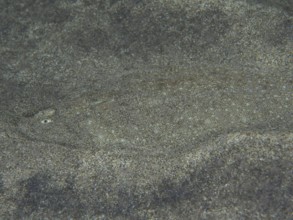 A flatfish, dog tongue (Symphurus insularis) is perfectly camouflaged on the sandy seabed, barely