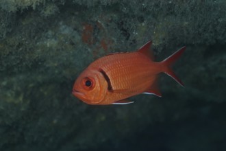 Bright red Jacobus soldierfish (Myripristis jacobus) floating in the clear water, eyes clearly