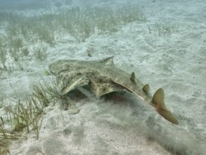 Angel shark (Squatina squatina) moving over the sandy seabed, fins visible, underwater. Dive site