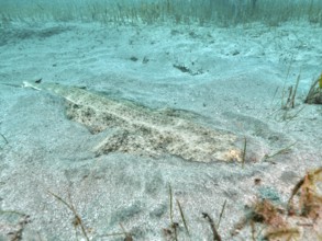 Hidden angel shark (Squatina squatina) in sandy surroundings on the seabed, difficult to recognise