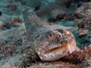 A lizardfish (Synodus saurus) camouflaged on the sandy seabed, almost invisible in the grey