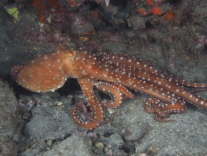 A rusty brown octopus, Callistoctopus macropus (Callistoctopus macropus), moves across the seabed.