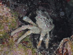 Camouflaged crab, West Indian spider crab (Maguimithrax spinosissimus), sits under an overhang and