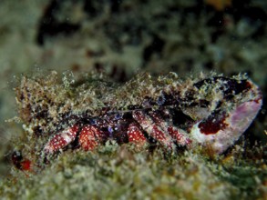 A hermit crab camouflaged in the coral reef with a large, rough shell, White-spotted hermit crab