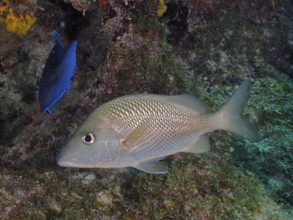 Great white grunt (Haemulon plumierii) swimming along a reef. Dive site John Pennekamp Coral Reef