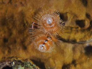 Spiral-shaped Christmas tree worm (Spirobranchus giganteus) in vivid orange colours on a seabed.