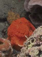 Multi-spotted frogfish (Antennarius multiocellatus) perfectly camouflaged on the rocky seabed,