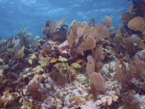 Lush coral reef with numerous colourful fish and Venus fans (Gorgonia ventalina) in clear blue