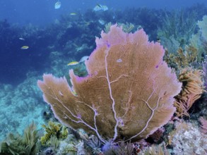 Large fan coral, Venus fan (Gorgonia ventalina), surrounded by colourful fish, bright colours in