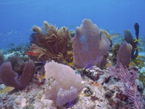 Coral reef with various soft corals, including Venus fans (Gorgonia ventalina) and fish in clear,