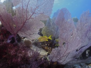 Underwater landscape with colourful corals, Venus fans (Gorgonia ventalina), and a yellow fish, in